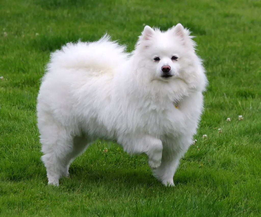 American Eskimo Dog breed for apartment living