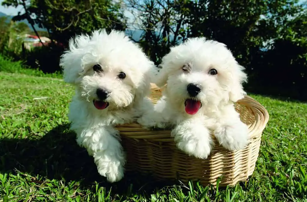 Bichon Frise dog breed for apartment living