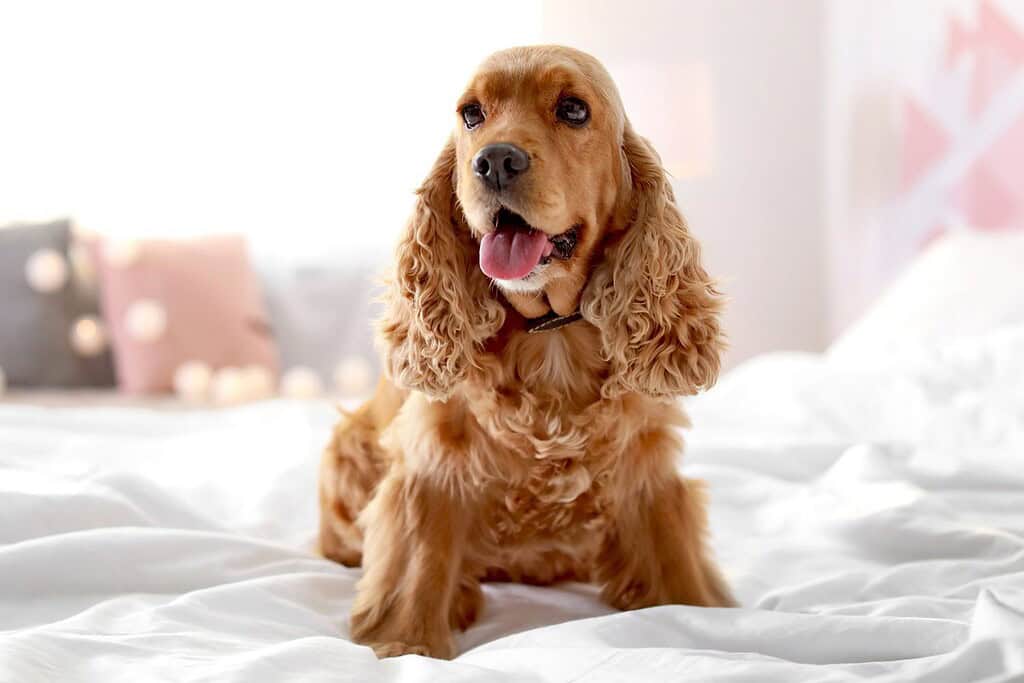 Cocker Spaniel dog breed for apartment living