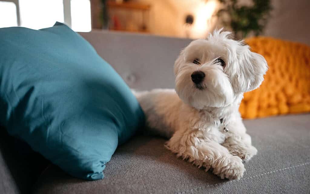 Maltese dog breed for apartment living