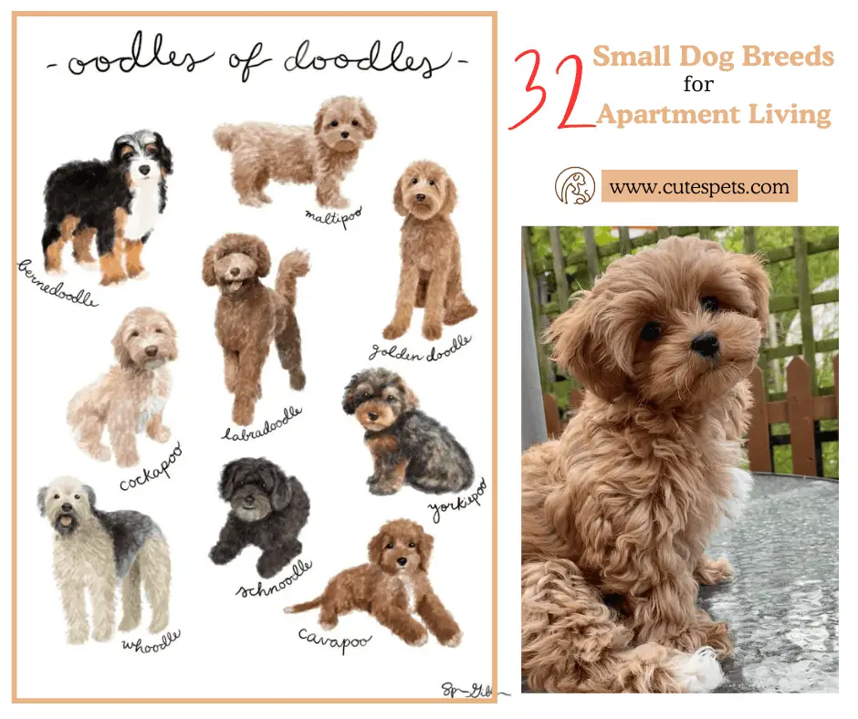 Most Popular Small Dog Breeds for Apartment Living
