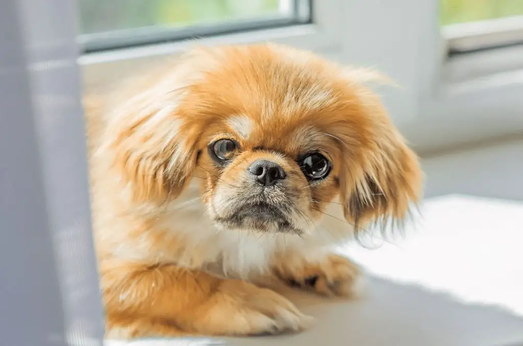 Pekingese dog breed for apartment living
