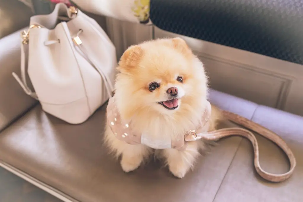 Pomeranian dog breed for apartment living
