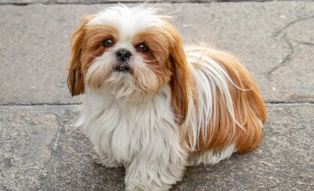 Shih Tzu dog breed for apartment living