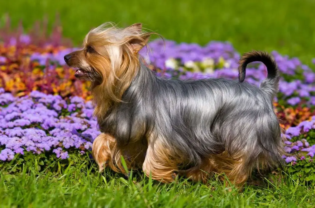 Silky Terrier dog breed for apartment living