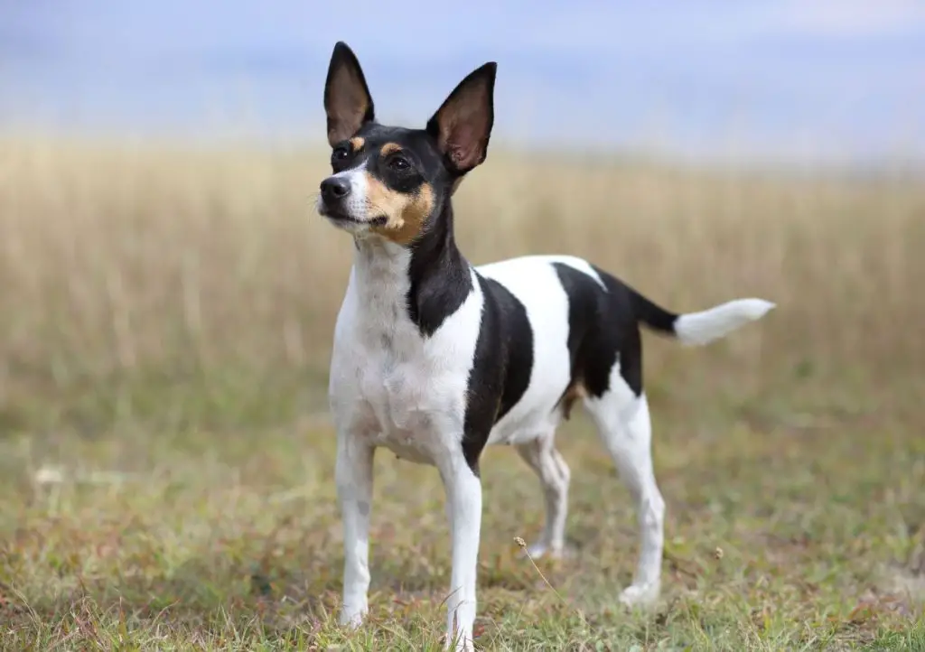 Toy Fox Terrier dog breed for apartment living