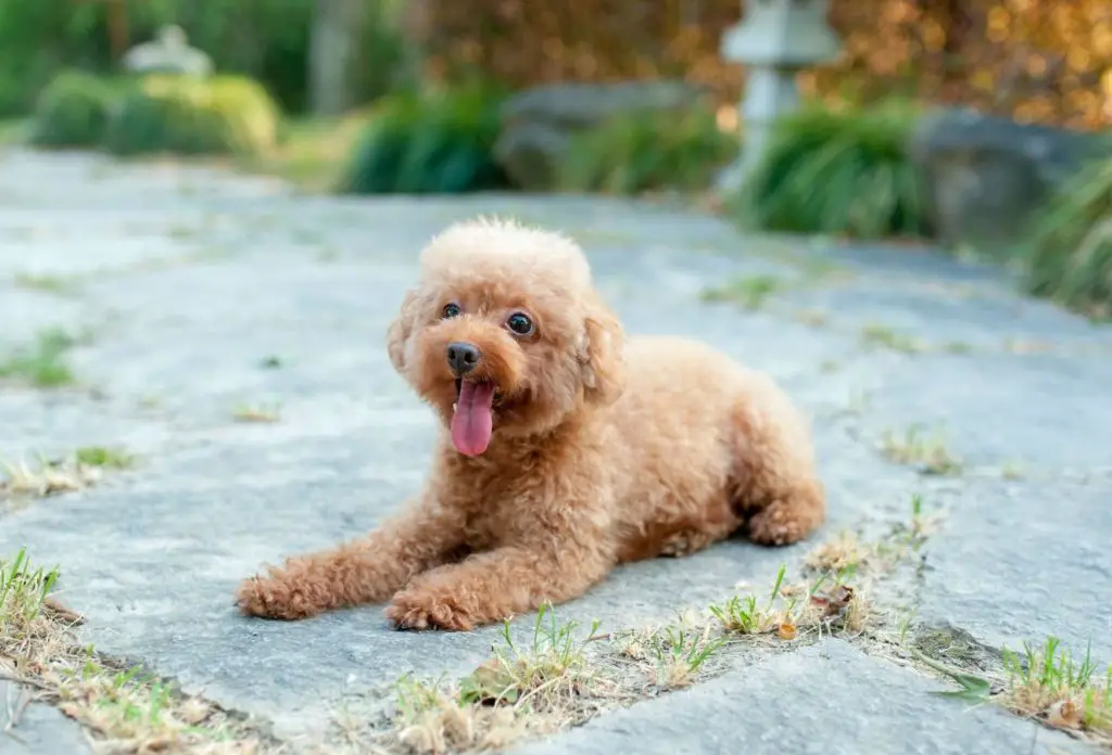 Toy Poodle dog breed for apartment living