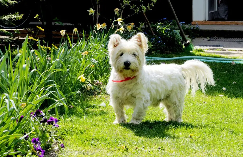 West Highland White Terrier dog breed for apartment living