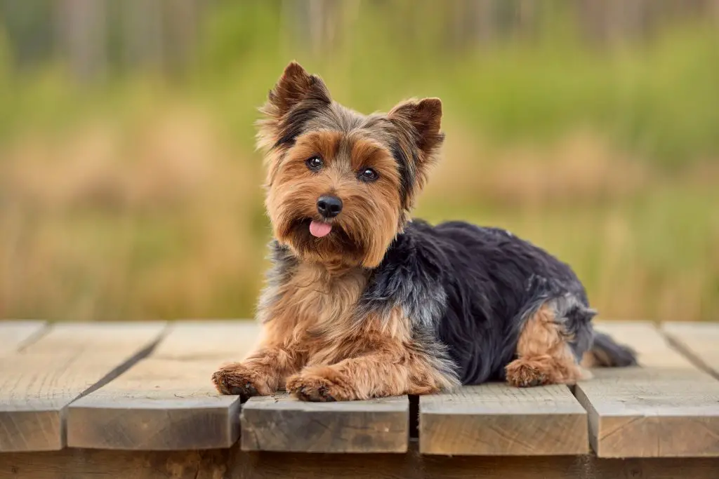Yorkshire dog breed for apartment living