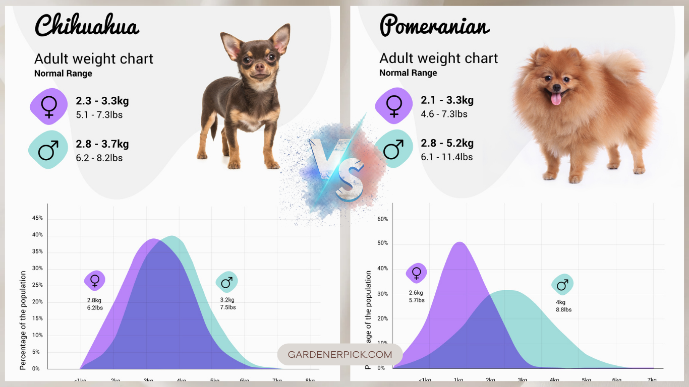 chihuahua vs pomeranian